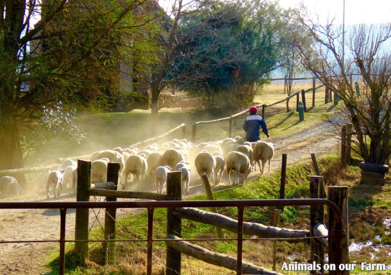 Ardmore Guest Farm Champagne Valley 外观 照片